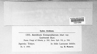 Aecidium compositarum image